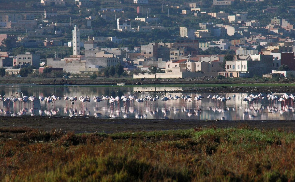 Flamants roses sur la lagune de Marchica, devant la ville de Nador
